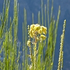 Plants: image 43 Of 94 Thumb
